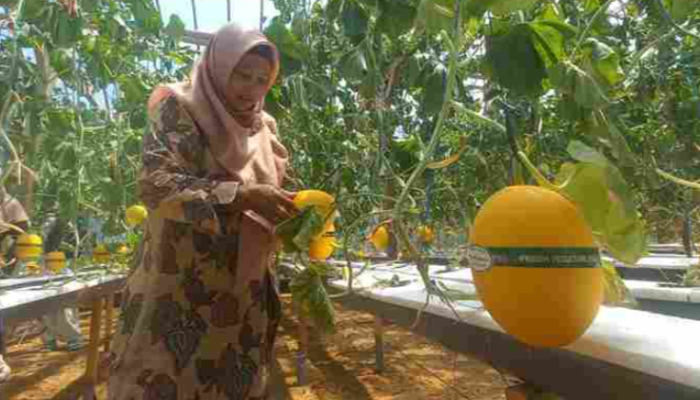 Inspirasi Eks TKI Taiwan Sukses Bangun Wisata Petik Melon Premium di Desa Madiun