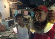 Evakuasi Dramatis King Cobra 3,5 Meter yang Bersembunyi di Bawah Mobil Warga Watulimo 9 Evakuasi Dramatis King Cobra 3,5 Meter yang Bersembunyi di Bawah Mobil Warga Watulimo