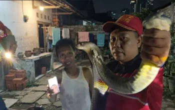 Evakuasi Dramatis King Cobra 3,5 Meter yang Bersembunyi di Bawah Mobil Warga Watulimo 3 Evakuasi Dramatis King Cobra 3,5 Meter yang Bersembunyi di Bawah Mobil Warga Watulimo