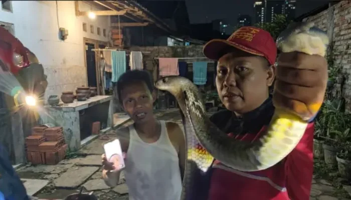 Evakuasi Dramatis King Cobra 3,5 Meter yang Bersembunyi di Bawah Mobil Warga Watulimo
