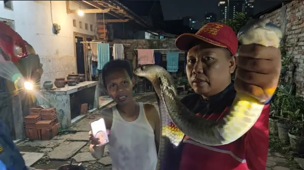 Evakuasi Dramatis King Cobra 3,5 Meter yang Bersembunyi di Bawah Mobil Warga Watulimo 1 Evakuasi Dramatis King Cobra 3,5 Meter yang Bersembunyi di Bawah Mobil Warga Watulimo