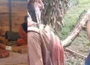 Gadis Belia Lolos dari Maut, Duel Sengit dengan Piton Raksasa Sepanjang Tujuh Meter!