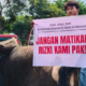 Gejolak Relokasi RPH Pegirian Surabaya Ratusan Jagal Sapi Protes