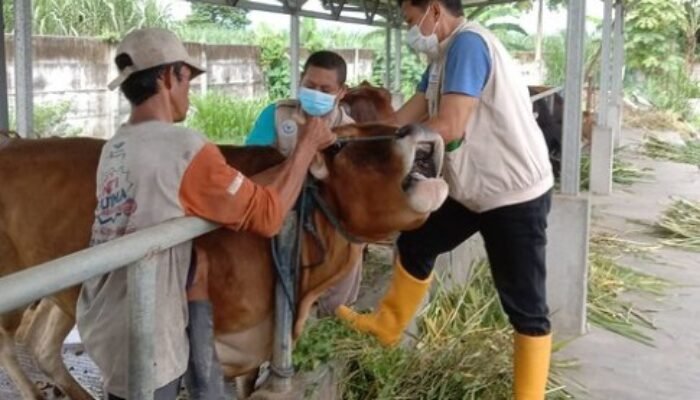 Gencar Lakukan Vaksinasi, Perkembangan PMK di Kota Kediri Alami Tren Positif