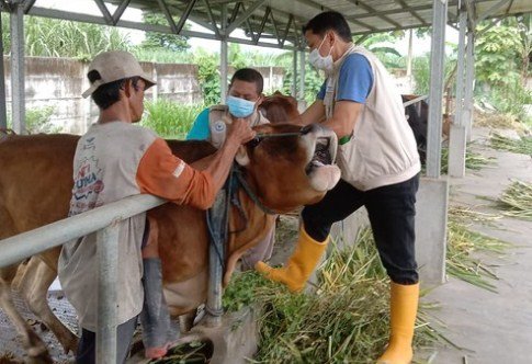 Gencar Lakukan Vaksinasi, Perkembangan PMK di Kota Kediri Alami Tren Positif