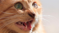 Gigitan Kucing Liar Mengancam Nyawa! Temuan Baru Mengejutkan