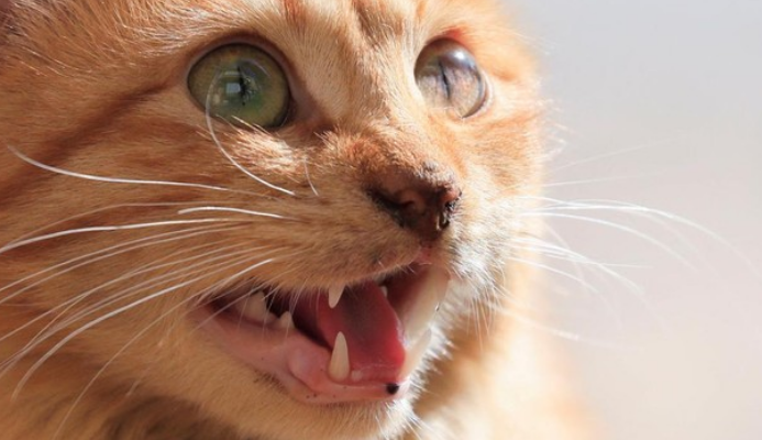 Gigitan Kucing Liar Mengancam Nyawa! Temuan Baru Mengejutkan