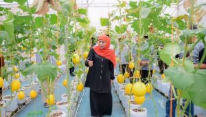 Green House Dengan Tanaman 1.038 Melon Emas, Dipanen Khofifah Indar Parawansa