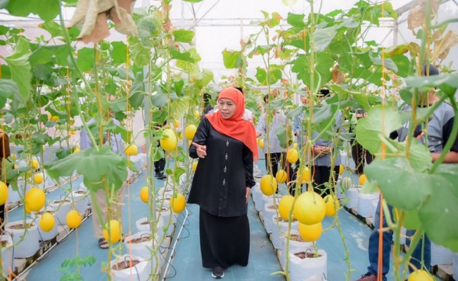 Green House Dengan Tanaman Seribu Lebih Melon Emas, Dipanen Khofifah Inda Parawansa