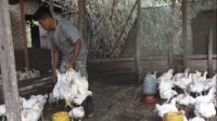 Harga Daging Sapi Melangit, Peternak Ayam di Madina Sumringah