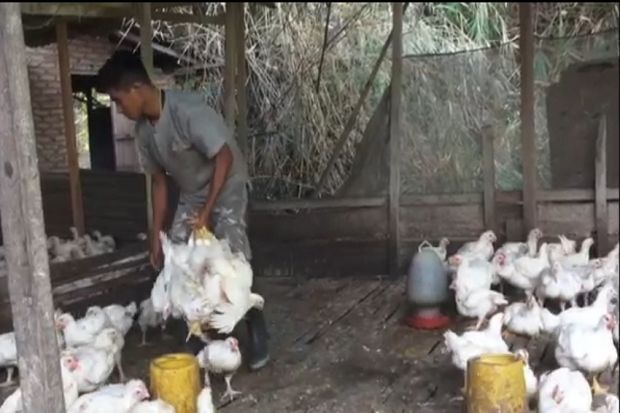 Harga Daging Sapi Melangit, Peternak Ayam di Madina Sumringah