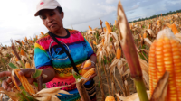 Harga Jagung Melonjak 60% di 23 Provinsi Indonesia