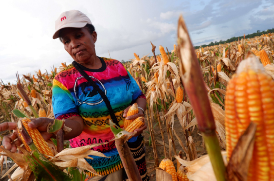 Harga Jagung Melonjak 60% di 23 Provinsi Indonesia