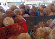 Harga Kelapa Naik Drastis, Petani Asahan Panen Cuan