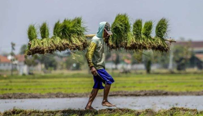 Harga Layak untuk Panen Petani: Kunci Meningkatkan Produktivitas dan Swasembada Pangan