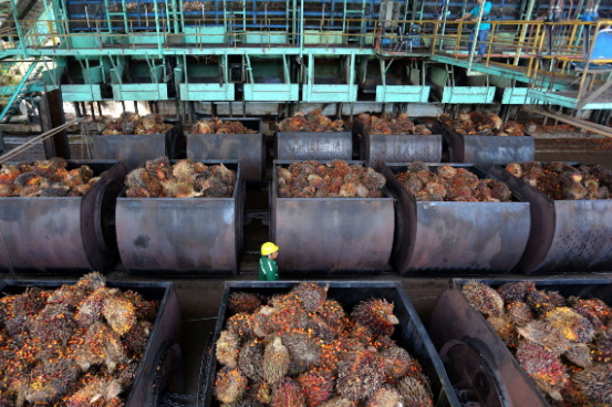 Harga Minyak Goreng Anjlok! Temukan Kisah Lengkapnya Di Sini