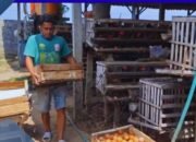 Harga Pakan Meroket Peternak Ayam Petelur Magetan Terancam Bangkrut Imbas Telur Menumpuk