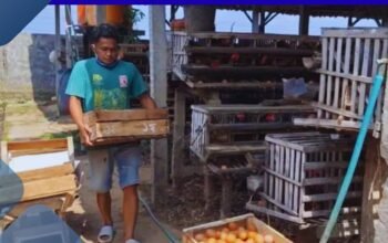 Harga Pakan Meroket Peternak Ayam Petelur Magetan Terancam Bangkrut Imbas Telur Menumpuk