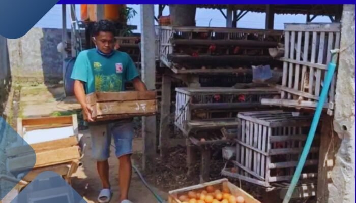 Harga Pakan Meroket Peternak Ayam Petelur Magetan Terancam Bangkrut Imbas Telur Menumpuk