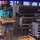 Harga Pakan Meroket Peternak Ayam Petelur Magetan Terancam Bangkrut Imbas Telur Menumpuk