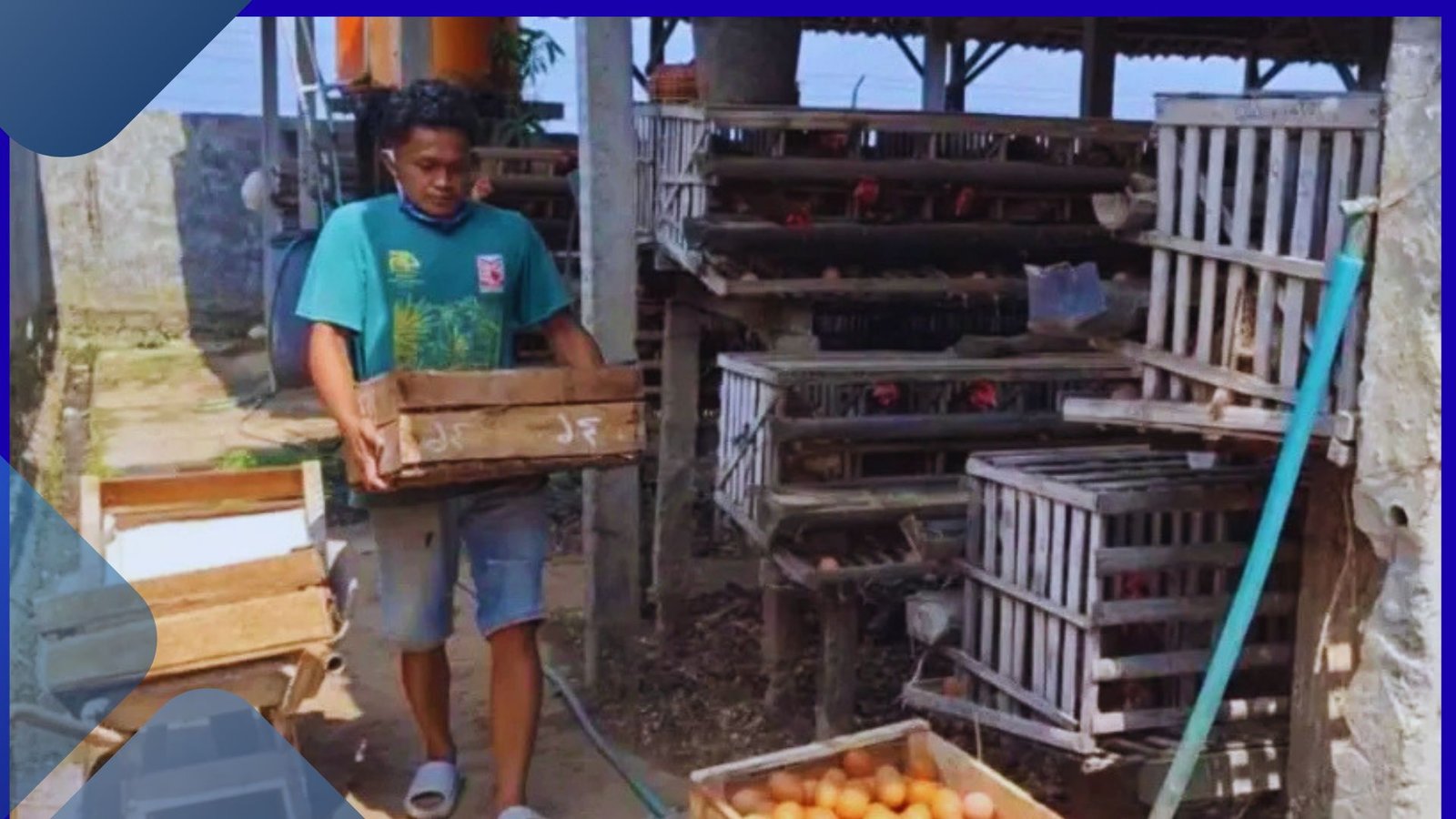 Harga Pakan Meroket Peternak Ayam Petelur Magetan Terancam Bangkrut Imbas Telur Menumpuk