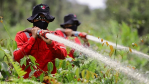 Hebat! Cara Mereka Selamatkan Kalimantan dari Terbakar Habis!