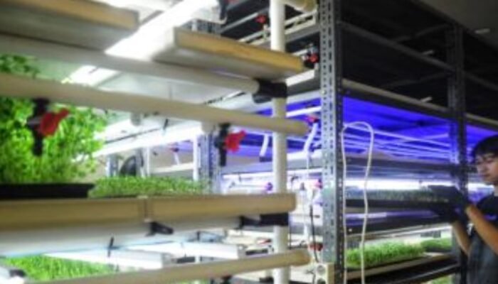 Hijaukan Ruang Sempit, Cuan Mengalir Deras, Kisah Sukses Panen Microgreen di Tengah Ibu Kota
