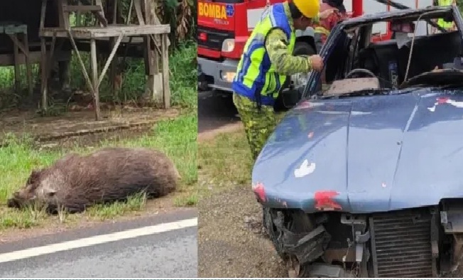 Hindari Babi, Tiga Mobil dan Satu Motor Saling Tabrak