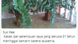 Hoaks Tanaman Hias: Benarkah Ada Hubungan dengan Leukimia?