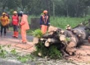 Hujan Deras dan Angin Kencang di Lereng Kelud, Pohon Sonokembang Raksasa Tumbang Tutup Akses Jalan Utama Kediri
