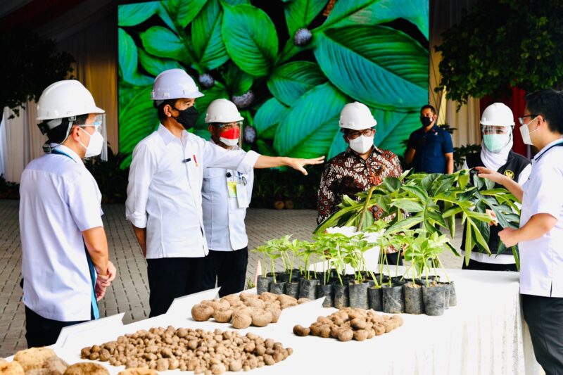 Harga Porang Turun Drastis, Menteri Pertanian Mengaku Belum Tahu