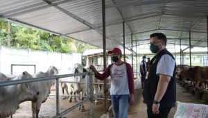 Poktan Berhasil Mengolah Limbah Sapi Jadi Biogas, Ini Kata Bupati Kediri