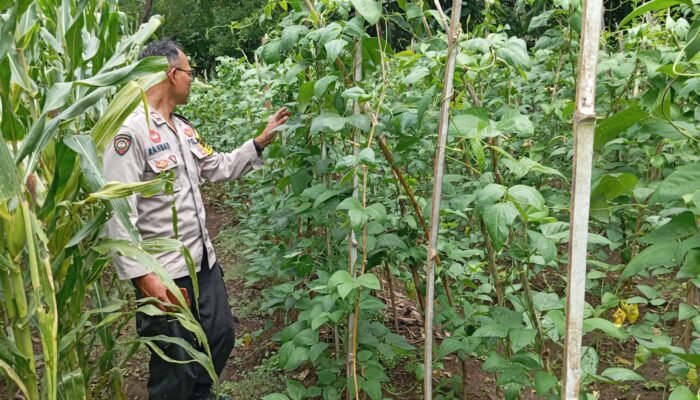 Polres Nganjuk Dukung Program Ketahanan Pangan,Lahan Perkarangan di Desa Gondang Jadi Lahan Profuktif