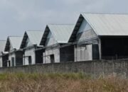 Peternakan Ayam di Blitar Diduga Nekat Beroperasi Meski Tak Punya Izin