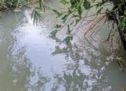 Biarkan Limbah Kandang Sapi Cemari Sungai di Gununggede, Pemkab Blitar Dinilai “Mandul”