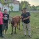 SDP Terima Bantuan 1 Ekor Sapi Dari PDIP Jatim , Begini Ungkapan SDP …