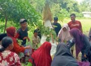 Wabah Ngorok Serang Mukomuko, Ratusan Kerbau Mati dan Rugikan Peternak Miliaran Rupiah