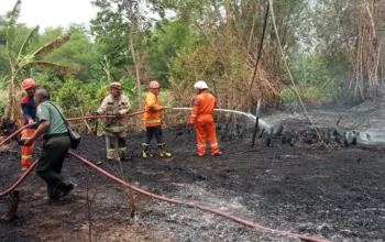 Diduga Kena Percikan Api Puntung Rokok, Lahan Kosong Di Kwajon Ludes Dilalap Si Jago Merah