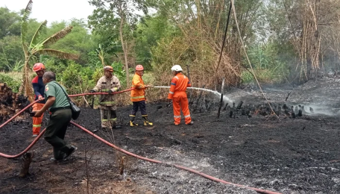 Diduga Kena Percikan Api Puntung Rokok, Lahan Kosong Di Kwajon Ludes Dilalap Si Jago Merah