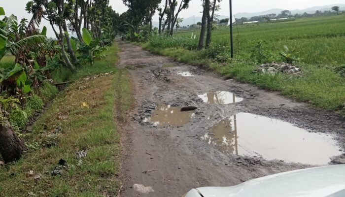 Jalan Daerah Rusak Tidak Terurus, Warga Balongrejo Nganjuk Akan Tanam Pisang Di Jalan