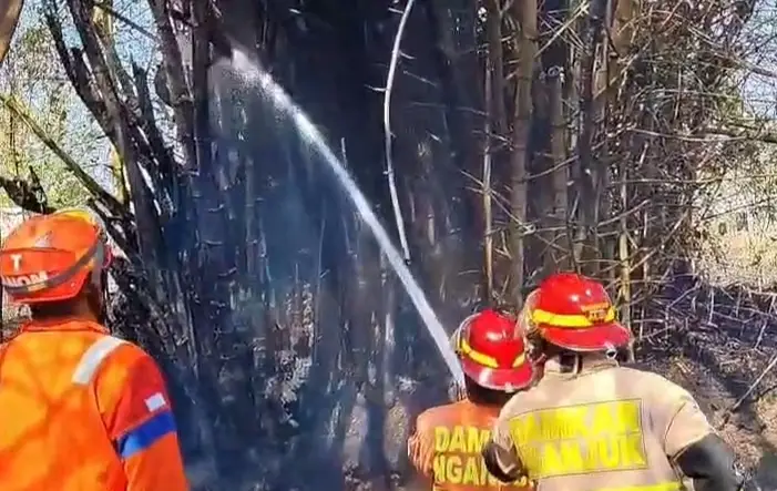 Tersulut Api Daun Tebu Kering, Rumpun Bambu Di Lobeser Ludes Terbakar 3 IMG 20260925 224944