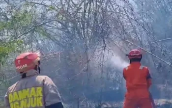 Tersulut Api Daun Tebu Kering, Rumpun Bambu Di Lobeser Ludes Terbakar 8 IMG 20260925 224959