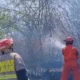 Tersulut Api Daun Tebu Kering, Rumpun Bambu Di Lobeser Ludes Terbakar