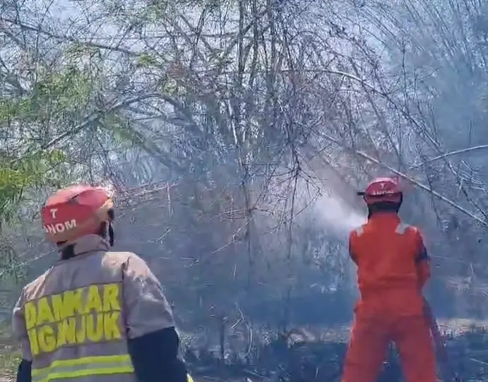 Tersulut Api Daun Tebu Kering, Rumpun Bambu Di Lobeser Ludes Terbakar 1 IMG 20260925 224959