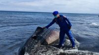 Ikan Hiu Terdampar di Perairan Pantai Nyamplong Kobong, Kondisi Telah Mati