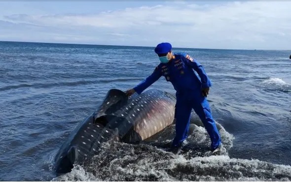 Ikan Hiu Terdampar di Perairan Pantai Nyamplong Kobong, Kondisi Telah Mati