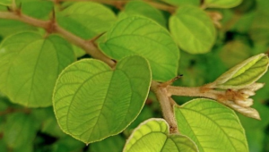 Ini Dia Bahaya Tersembunyi Pemanasan Global bagi Hutan Tropis!