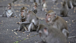 Ini Rahasia Mengerikan Mamalia: Evolusi Perilaku Seks Sesama Jenis!