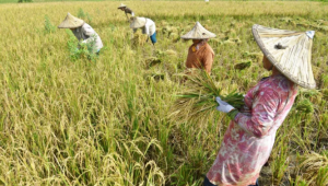 Ini Rahasia Meningkatkan Kesejahteraan Petani: Solusi Terobosan Terungkap!