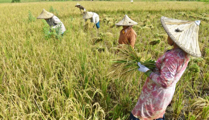 Ini Rahasia Meningkatkan Kesejahteraan Petani: Solusi Terobosan Terungkap!